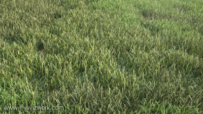 Grass Render.jpg