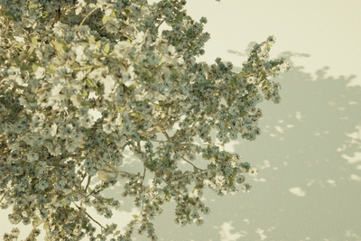 Kamil Jurgowiak - Pyrus 2011.png