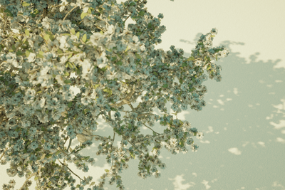 Kamil Jurgowiak - Pyrus 2011 B.png