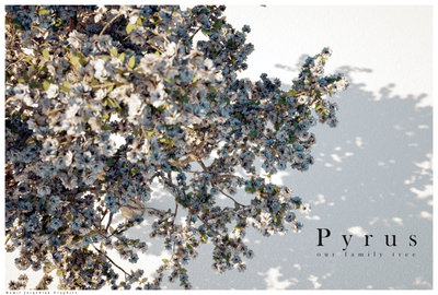 01 Kamil Jurgowiak - Pyrus 2011 Edited.jpg