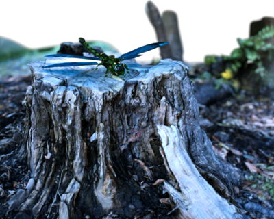 DflyonStump_PNG.png
