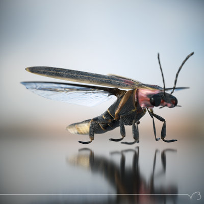 firefly fly 10 rt.jpg