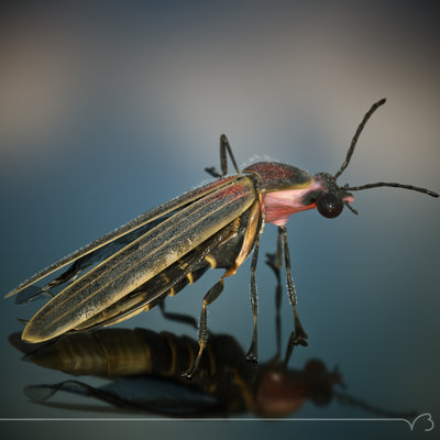 firefly fly 11 rt.jpg