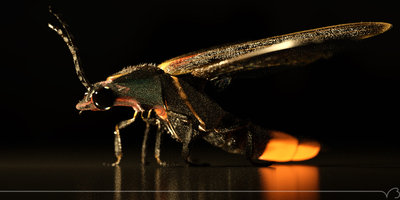 I was moving the camera and found this shot, I had to let it cook. PT, color corrected and halfsized