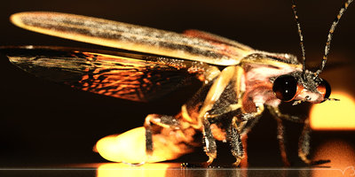 PT much faster and less samples, yet it looks better than PMC. Color corrected and halfsized.
