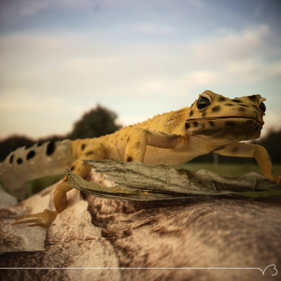 gecko hd pt out 06 lg.jpg