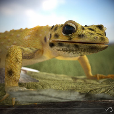 gecko hd pt out 05 lg.jpg