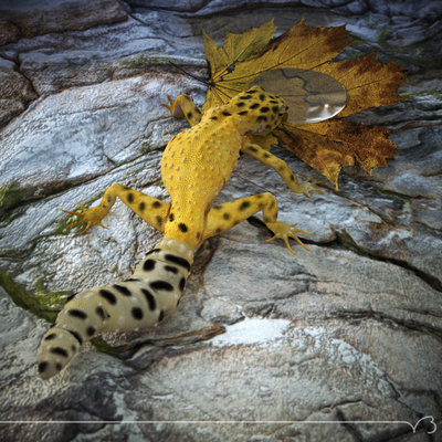 gecko hd pt out 04 lg.jpg