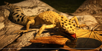 gecko hd pmc out 03 lg.jpg