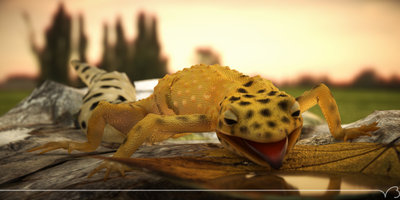 gecko hd pt out 02 lg.jpg