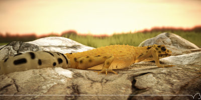 gecko hd pt out 01 lg.jpg