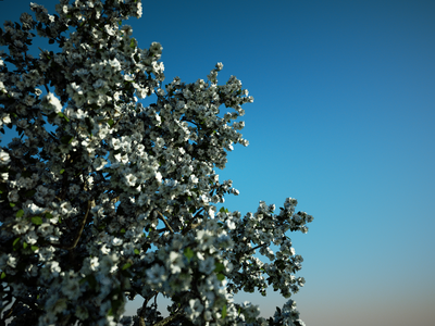 pyrus.png