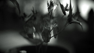 birdofparadise-retmia.jpg