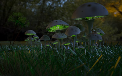 FrogsandShrooms_JPG.jpg
