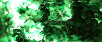 leaf2.jpg