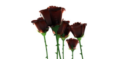 apoca_rose_test01.jpg