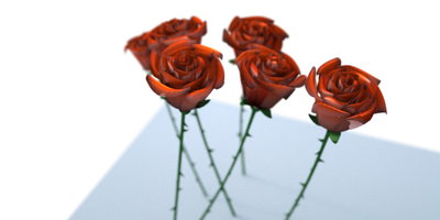 apoca_rose_test04.jpg