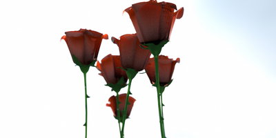 apoca_rose_test03.jpg