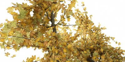 it looks good, but it should look like this when seen from under the branches
