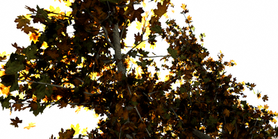 I looks just as it should even thou my leaves distribution needs to be fix, this is a test to try to build a tree with instances (leaves, branches) so I can create many more for my scene