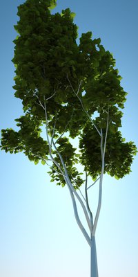 Tree_01.JPG