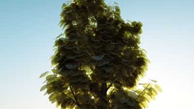 t-Gymnocladus-dioica-dif-glos4-000125.png