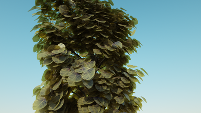t-Gymnocladus-dioica-dif-glos4-000249.png