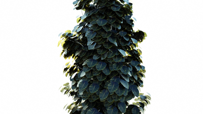 t-Gymnocladus-dioica-dif-glos3-000150.png