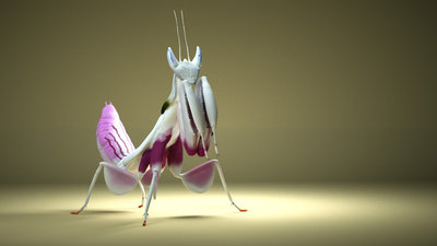 FlowerMantis.jpg