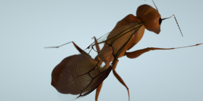 Ant mother with wings.