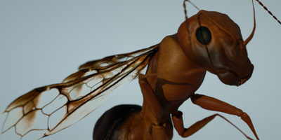 Ant mother with wings.