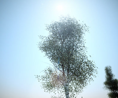 Birch Tree close up with 1500 tris