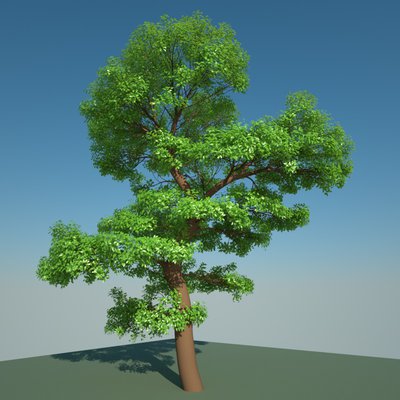 tree.jpg