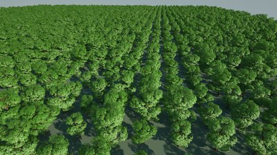 trees-above.jpg