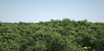 foresth.png