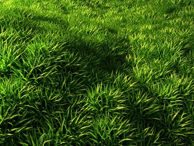 grass2.jpg