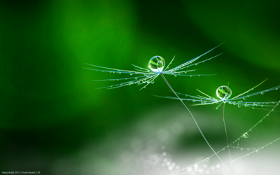 Rain Flower Signed.png