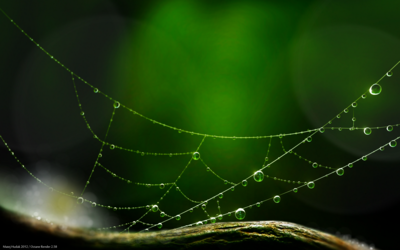 Spider Web Signed.png