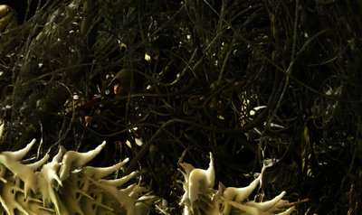 jungle1.jpg