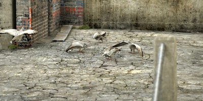 Pigen6.jpg