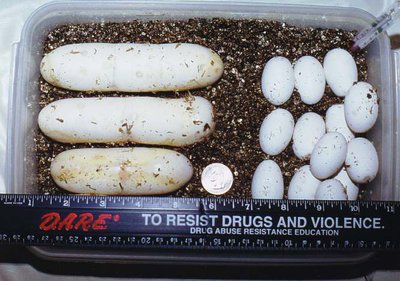 eggs.jpg