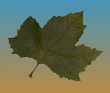 blatt.jpg
