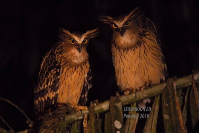 owl_buffyfish.jpg