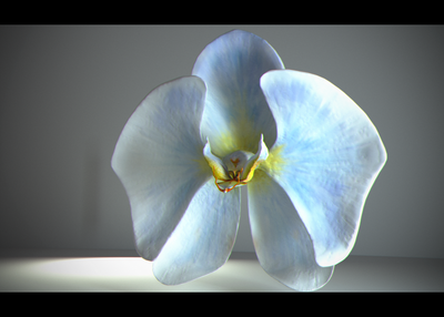 Orchid_01.png