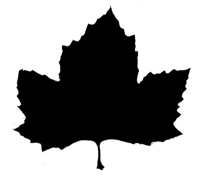 plantane_blatt_weiss.jpg