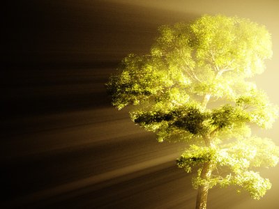 FoggyTree.jpg