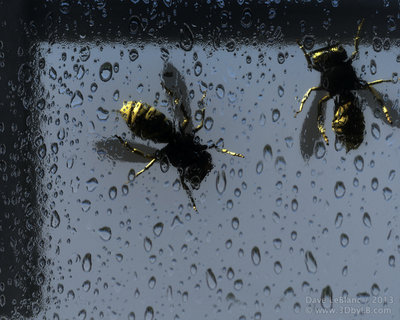 Yellow Jacket through the glass.