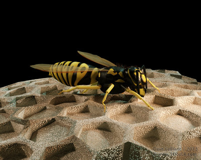 Yellow Jacket on the Nest.