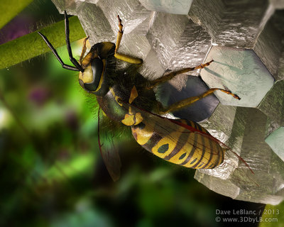 Protect the Nest. Eastern Yellow Jacket on her nest.