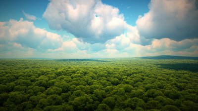 CloudForest14.jpg